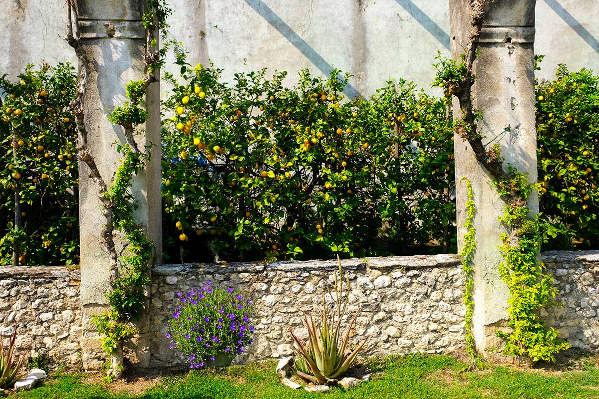 Giardini d’Agrumi 2025 a Gargnano, Lago di Garda